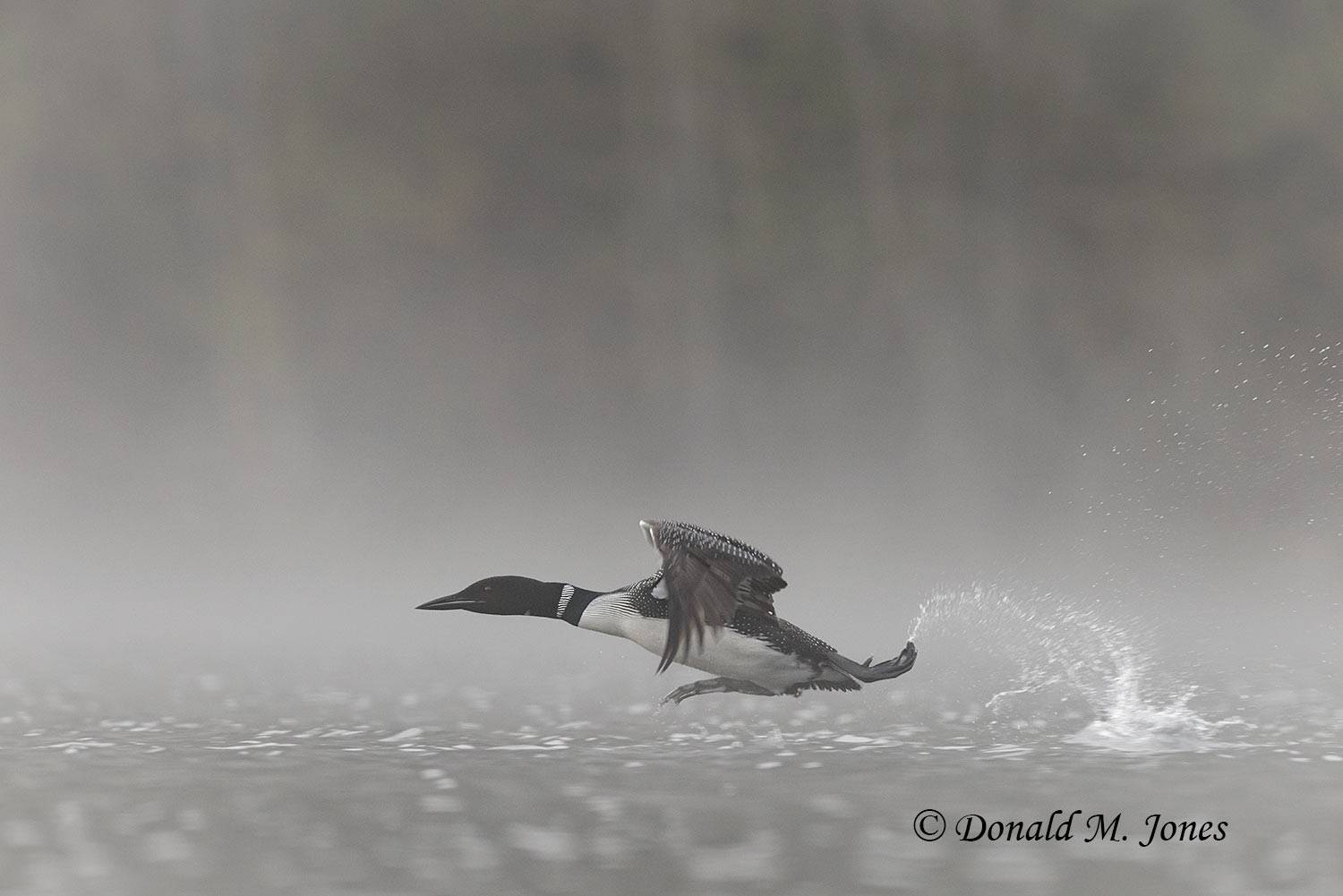 Common-Loon3996D