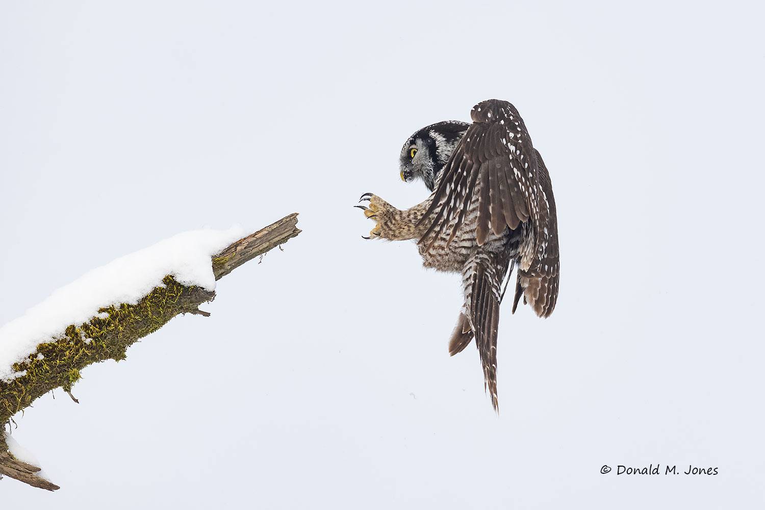 Northern-Hawk-Owl0571D