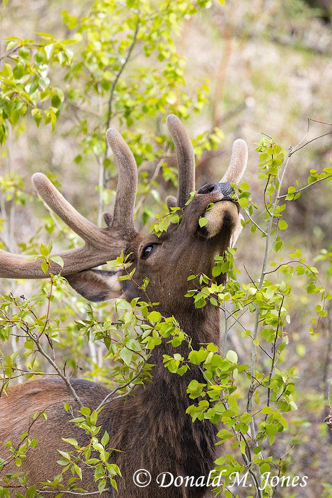 Elk-(Rocky-Mtn)30824D