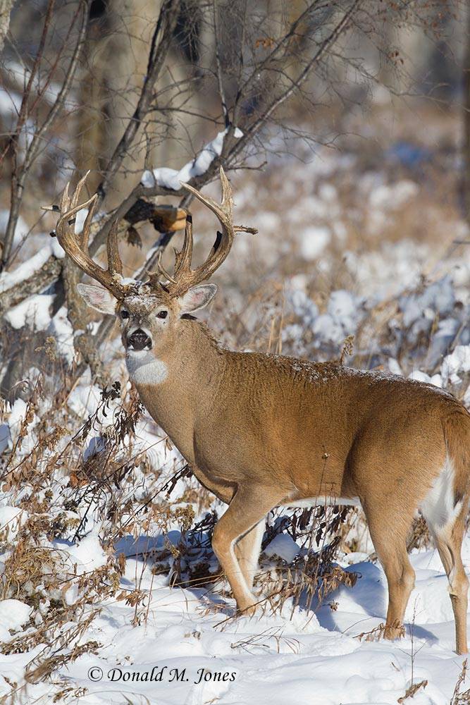 Whitetail-Deer44907D