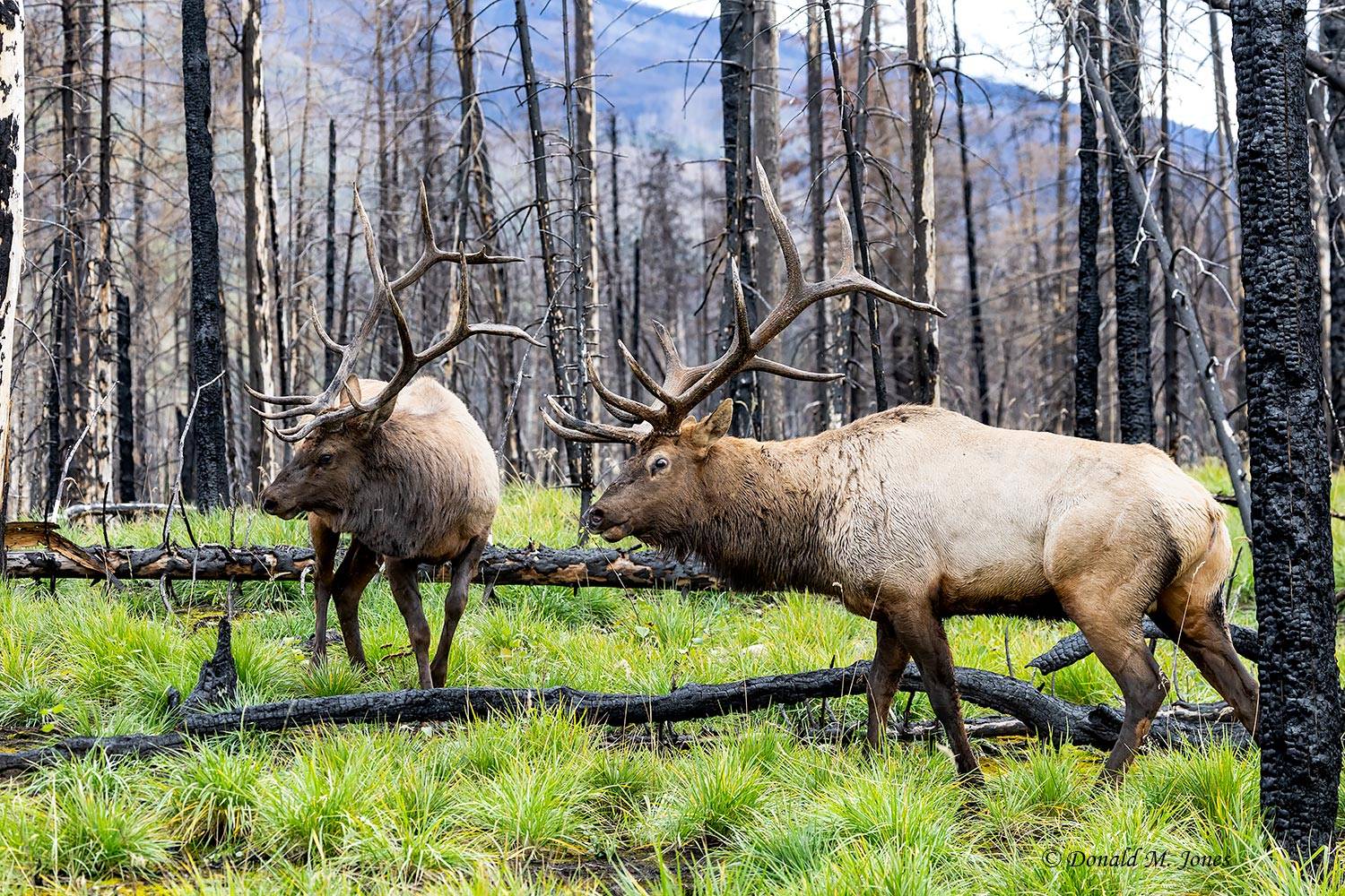 Elk-(Rocky-Mtn)31526D