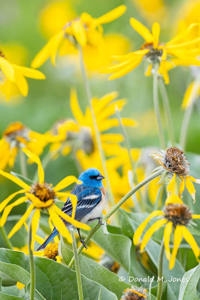 May 14 - Lazuli Bunting in a field of Arrow-leaf Balsomroot 