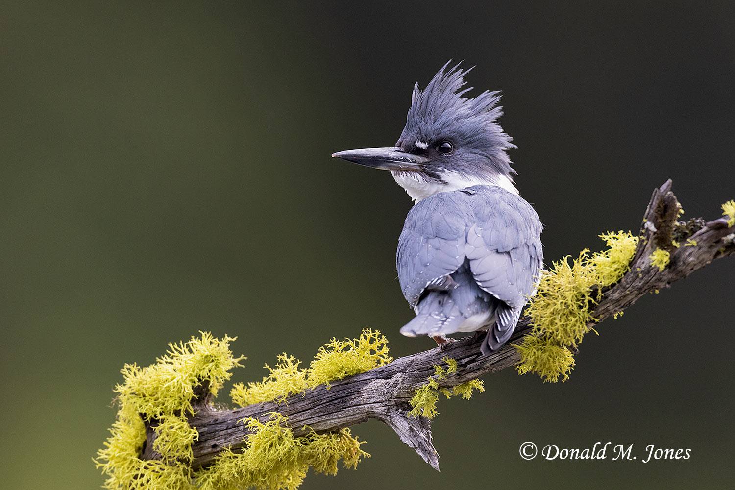 Belted-Kingfisher0517D