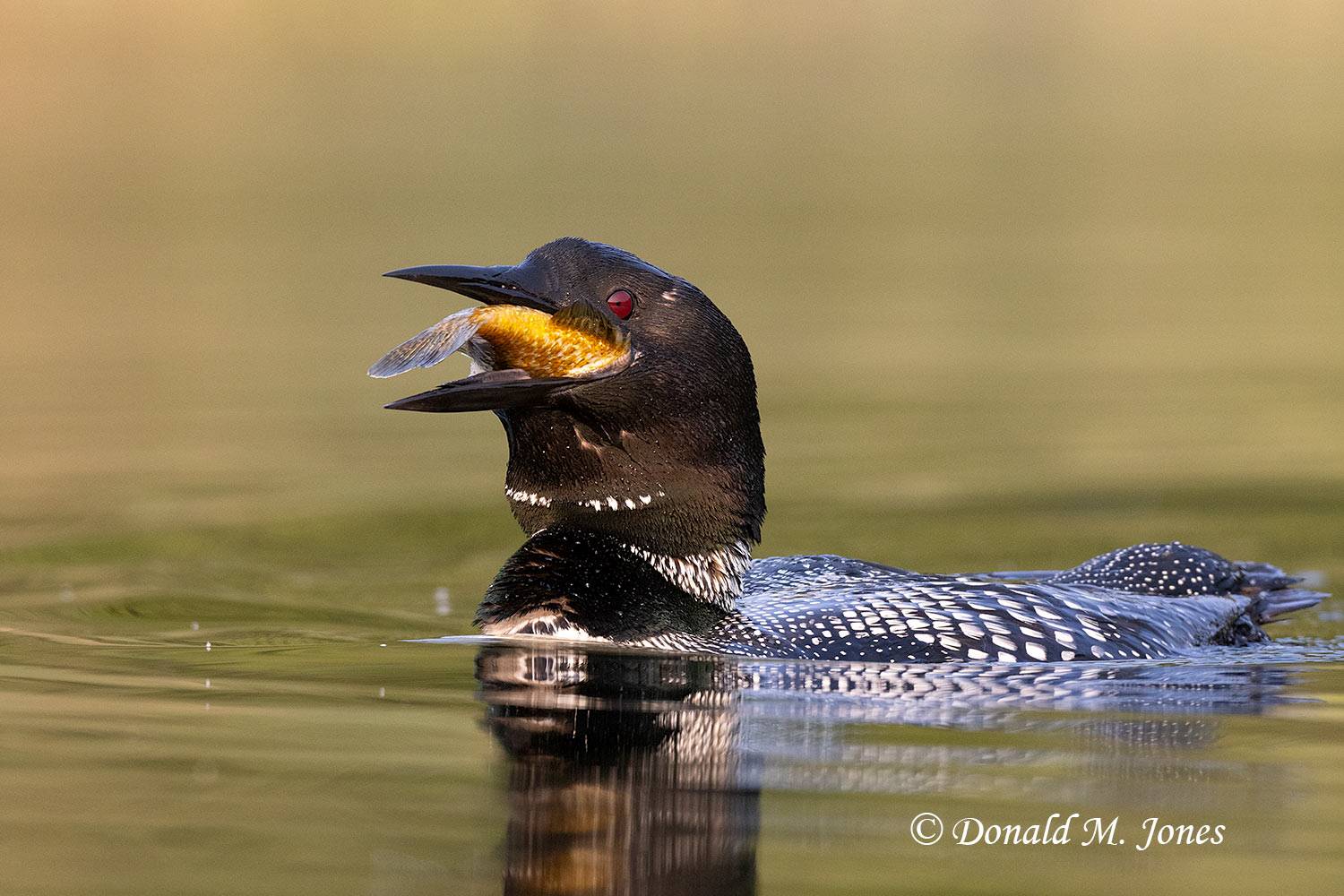 Common-Loon4495D