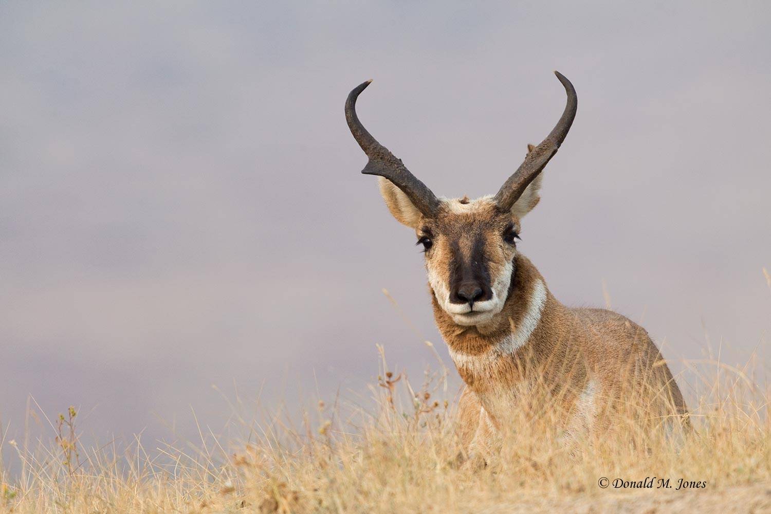 Pronghorn-Antelope03884D