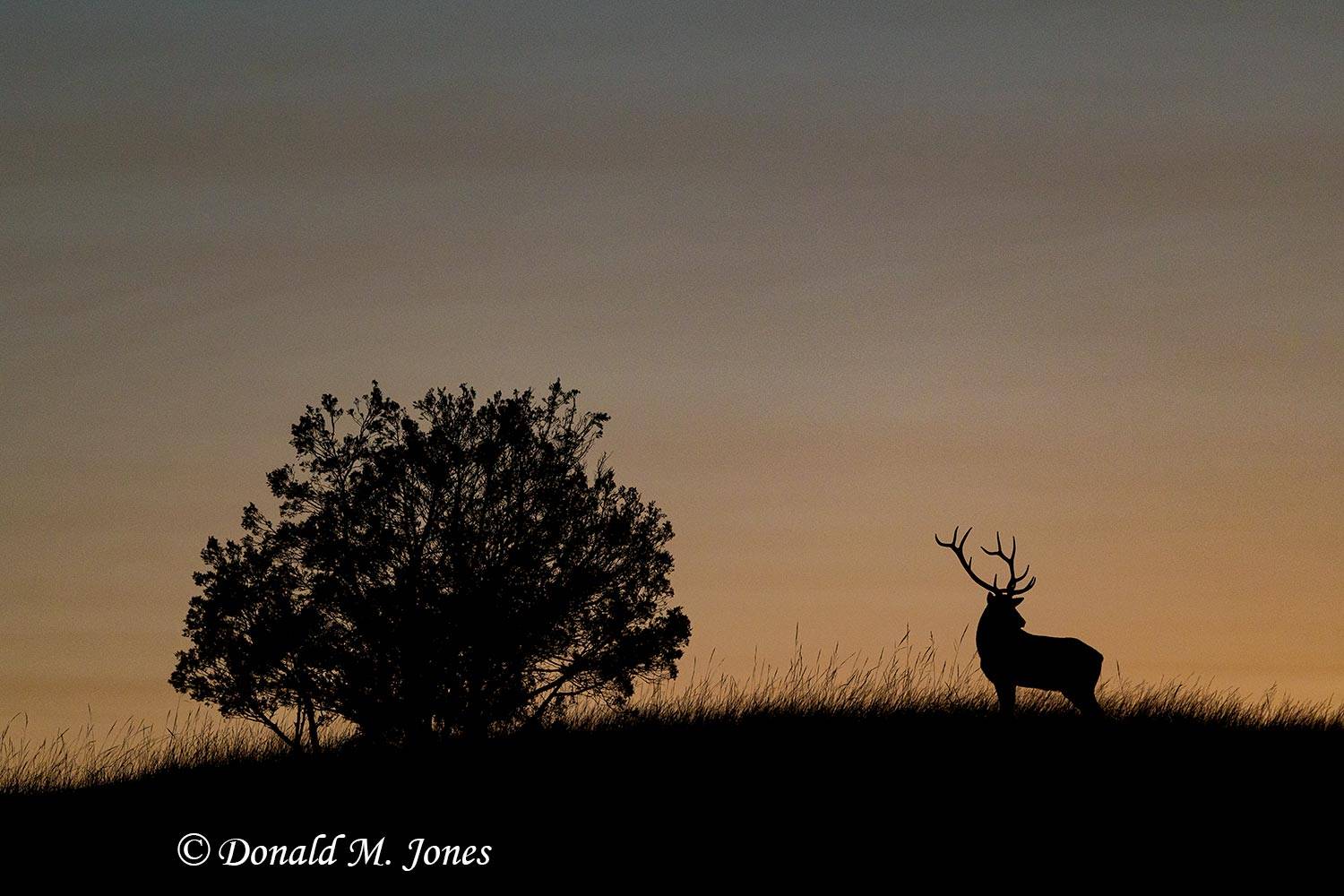 Elk-(Rocky-Mtn)30957D