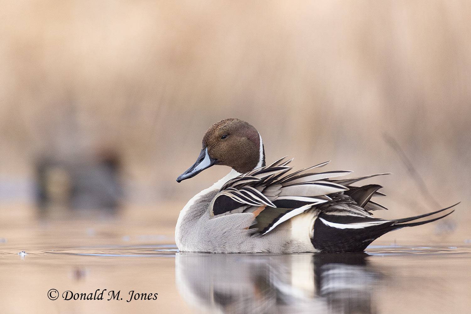 Northern-Pintail3437D