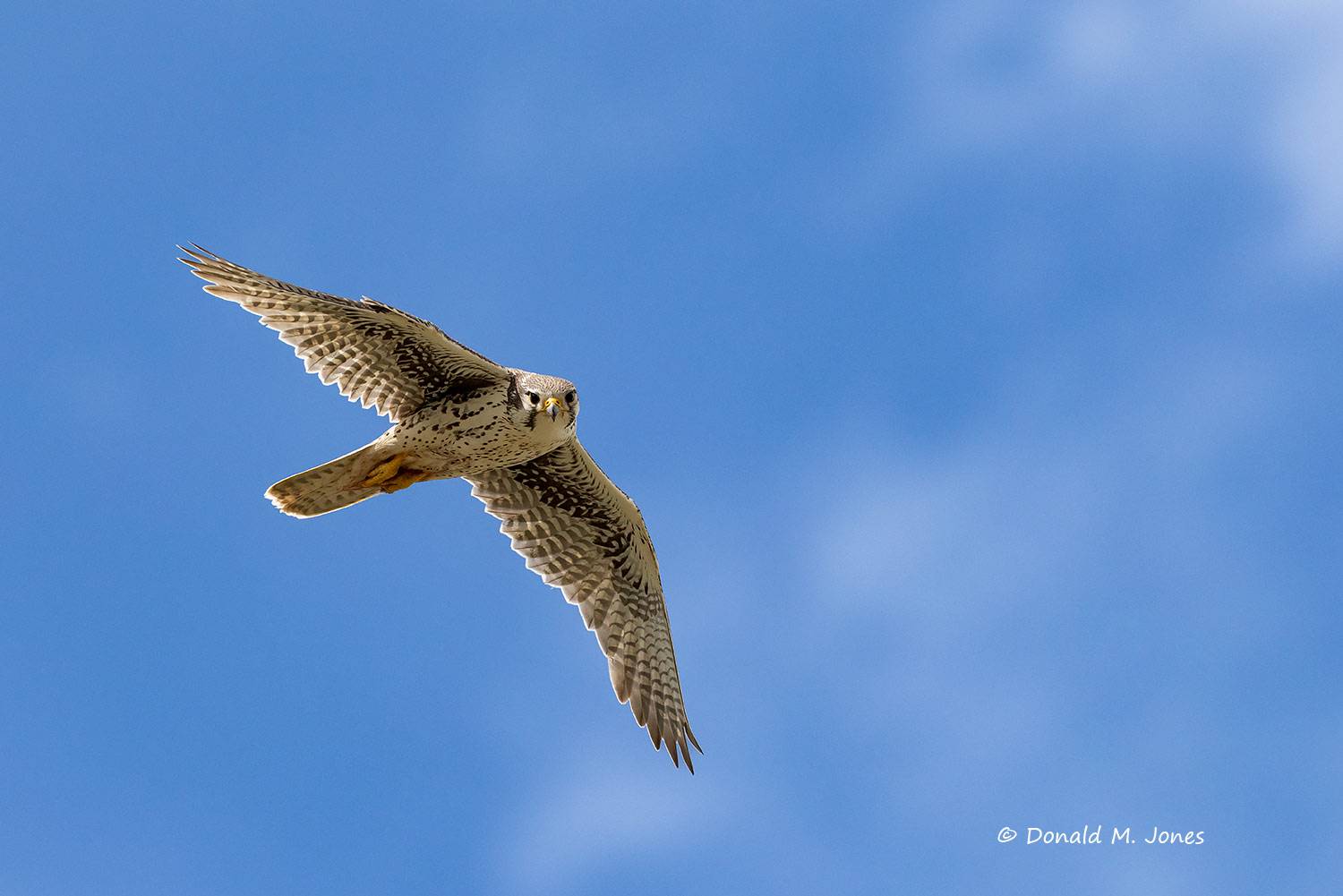 Prairie-Falcon0052D