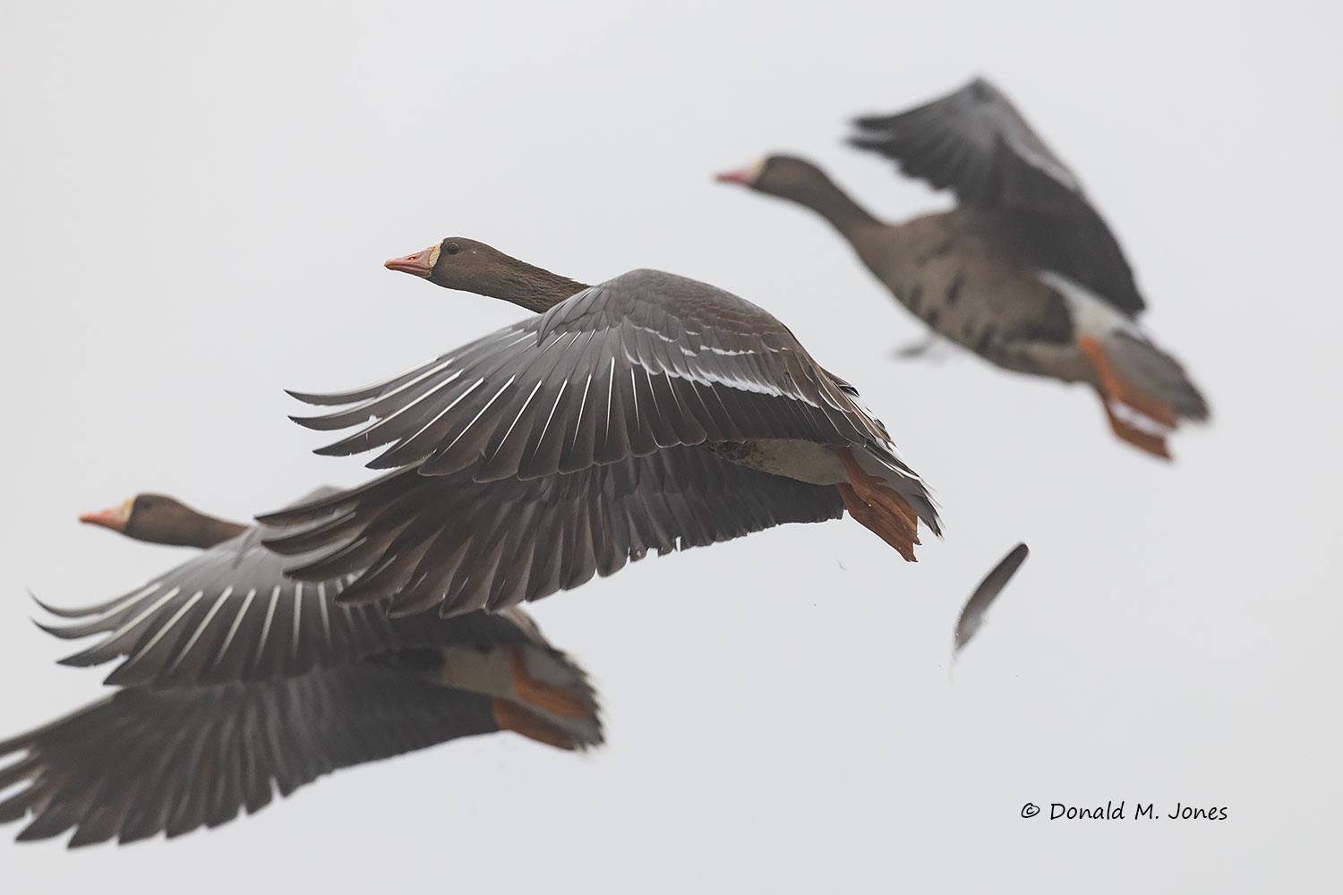 Greater-White-fronted-Goose0383D