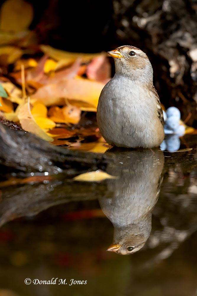 White-crowned-Sparrow1394D.