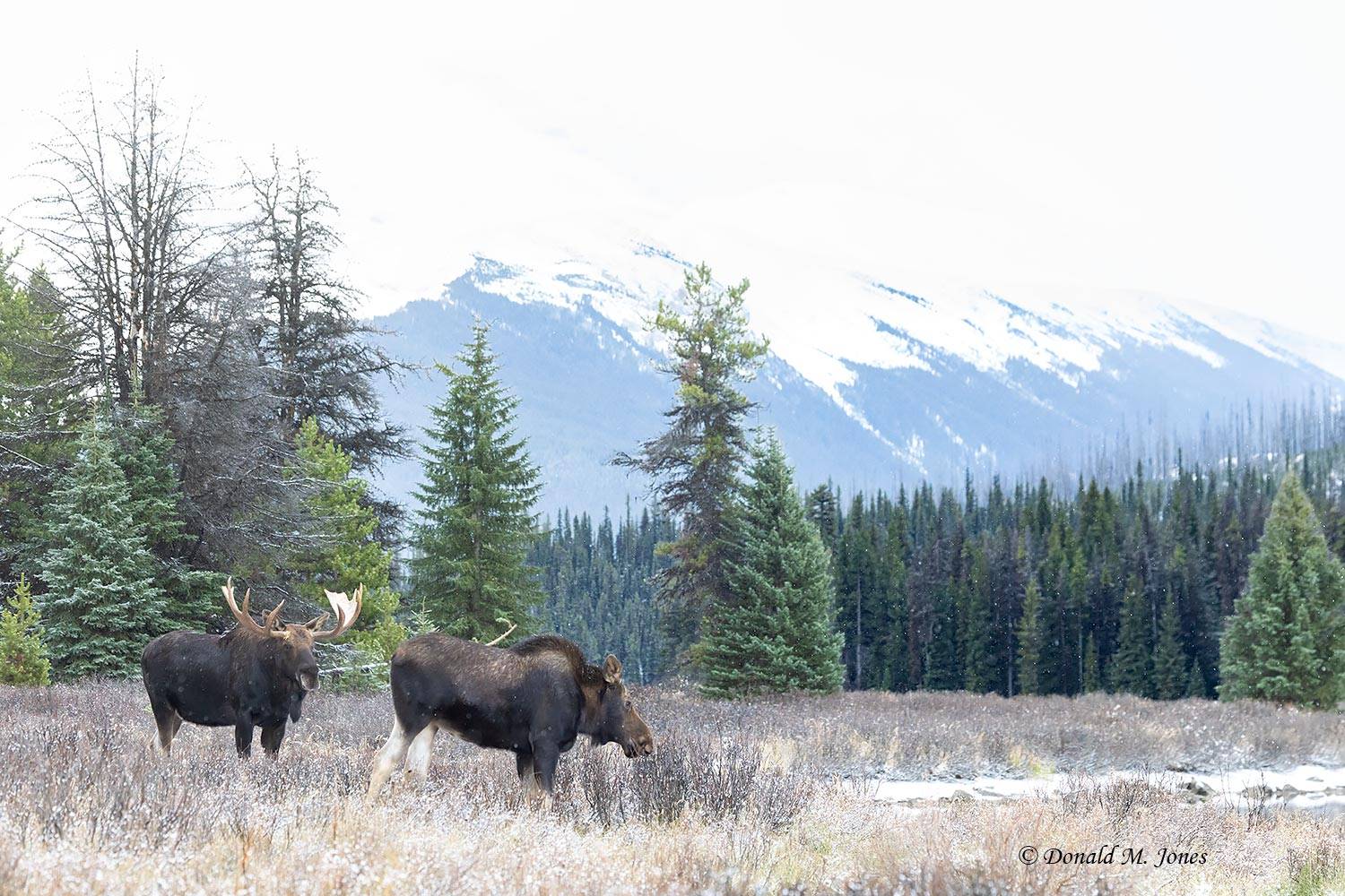 Bull and Cow Moose