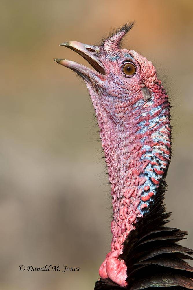Wild-Turkey-(Merriams)08616D