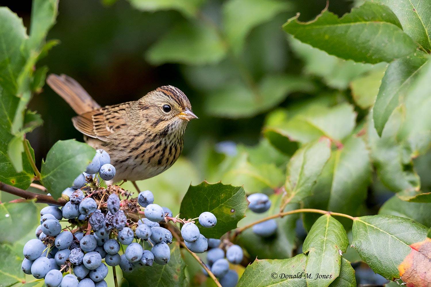 Lincoln's-Sparrow0274D