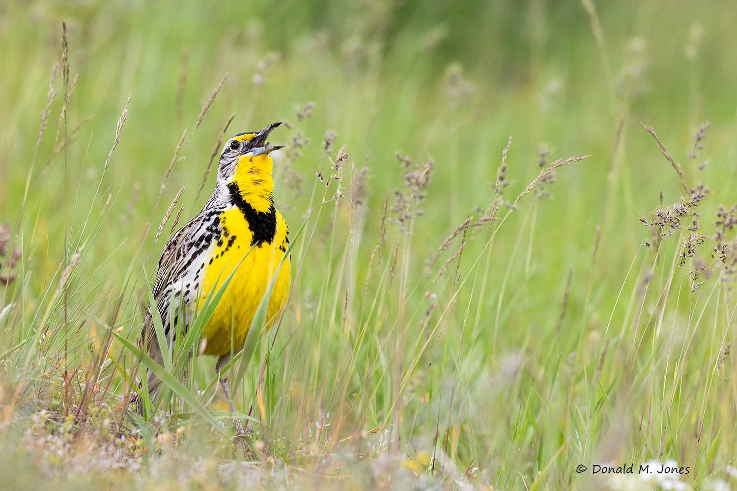 Western-Meadowlark0575D
