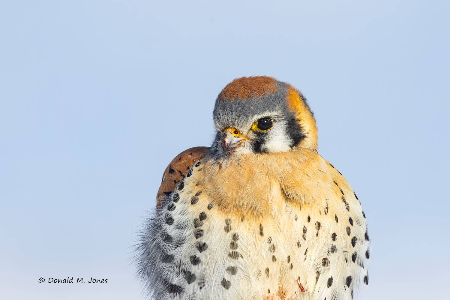 American-Kestral0272D