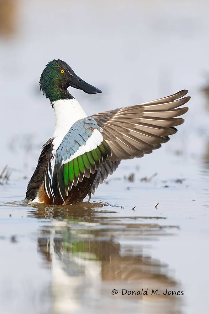 Northern-Shoveler0459D