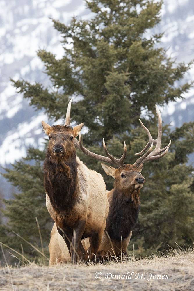 Elk-(Rocky-Mtn)29055D