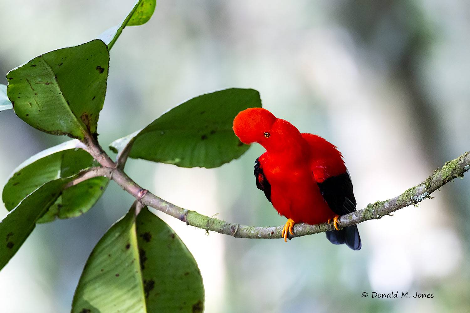 Andean-Cock-of-the-Rock0120D