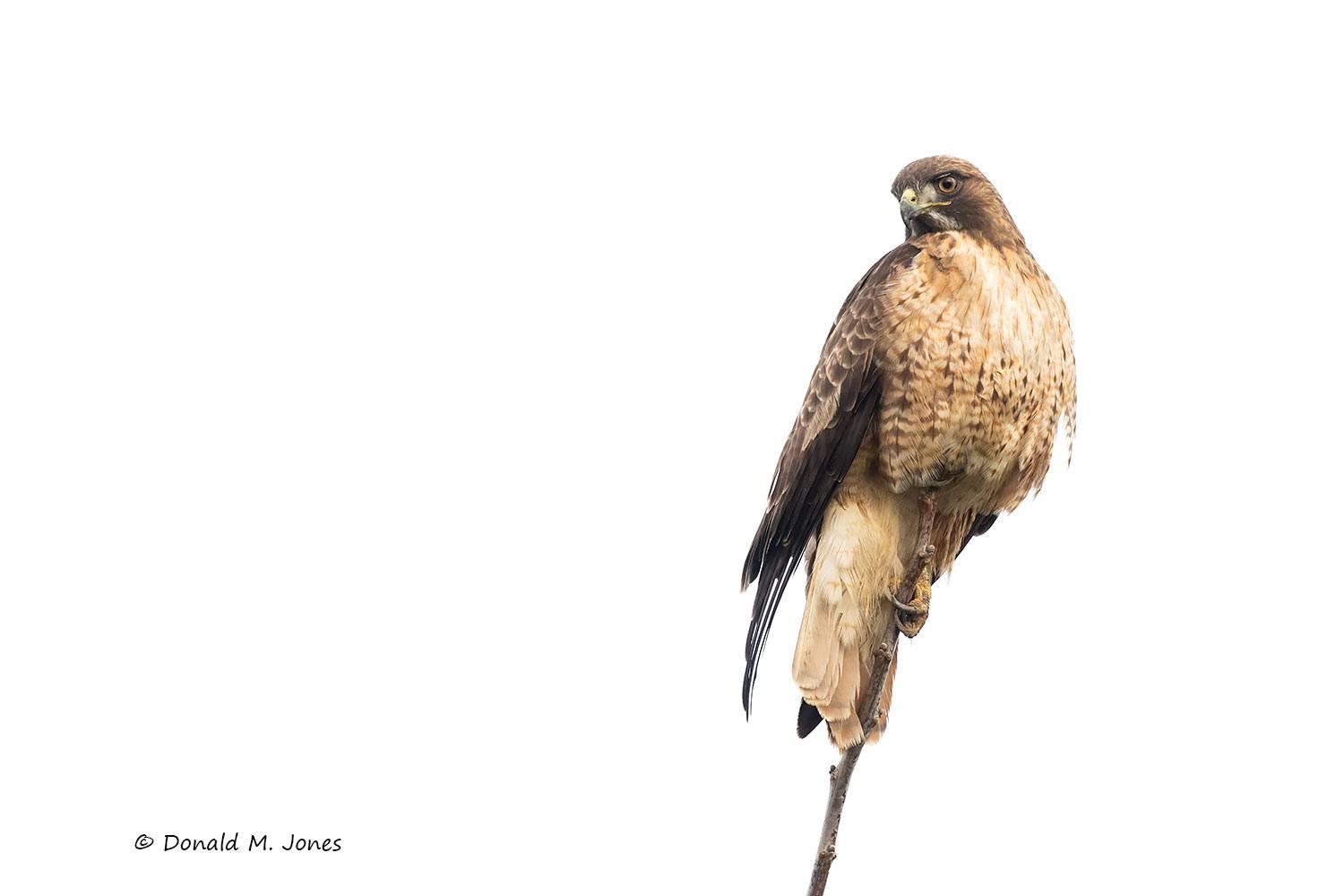 Red-tailed-Hawk0491D