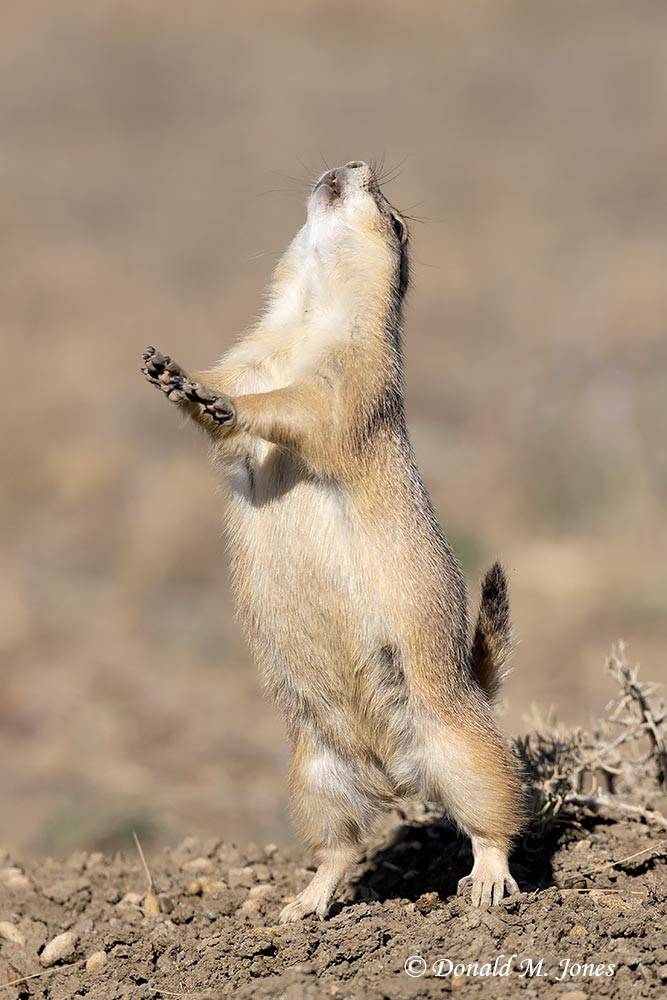 Black-tailed-Prairie-Dog1655D