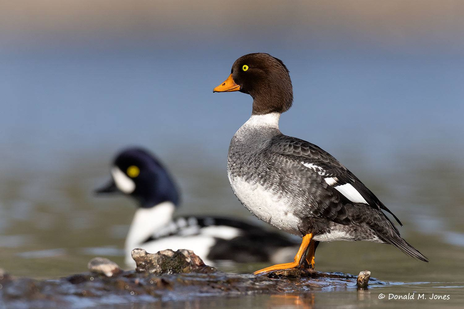 Barrow's Goldeneye Hen and drake