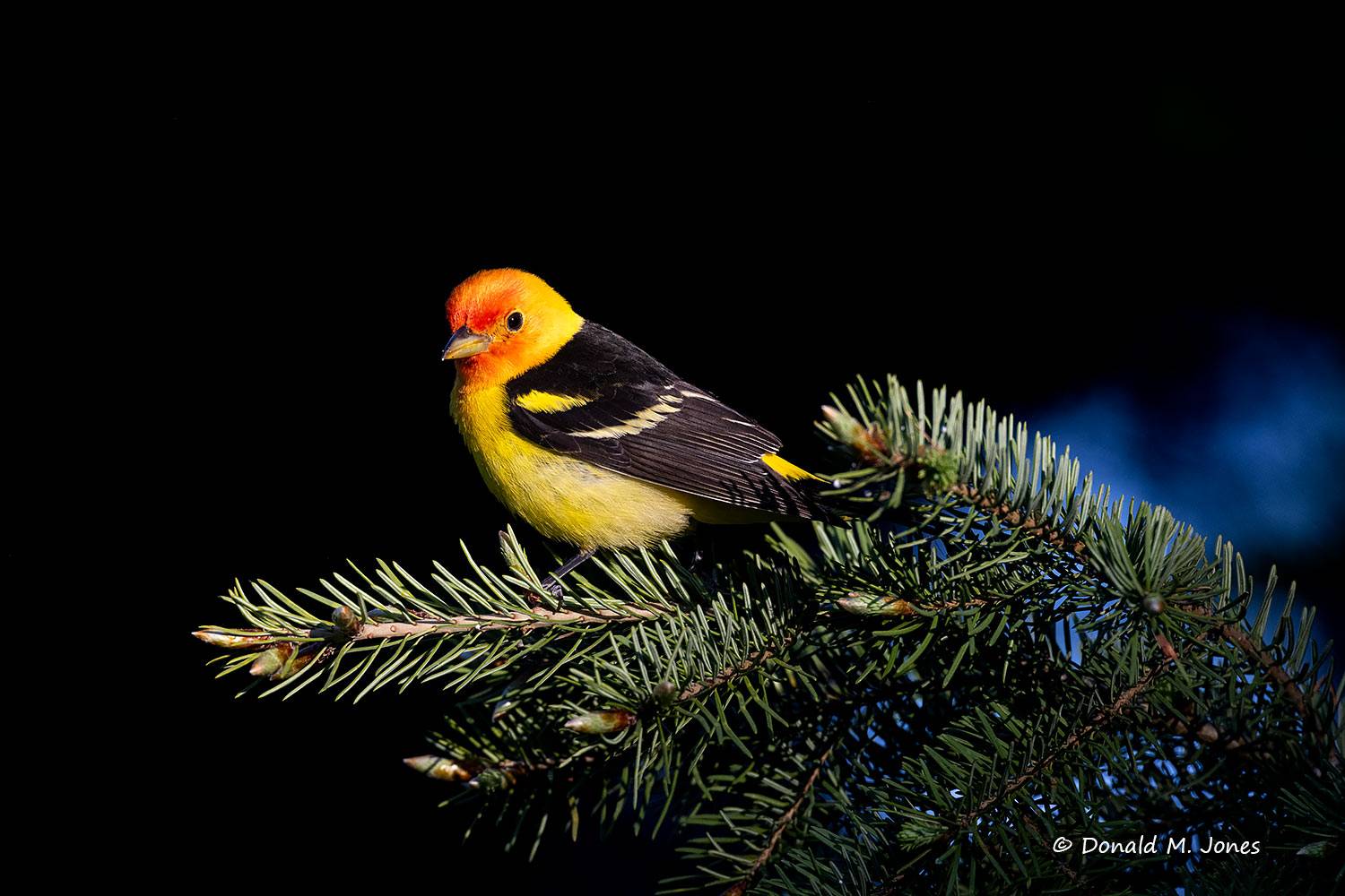 Western-Tanager1115D