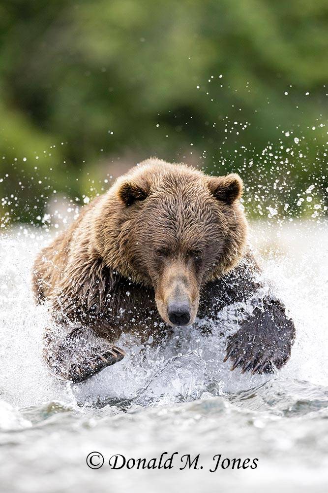 Brown Bear Jumping at salmon.