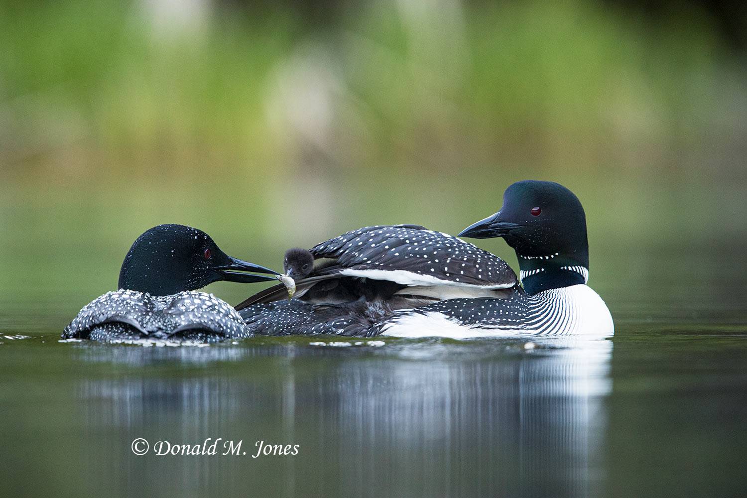 Common-Loon1052D