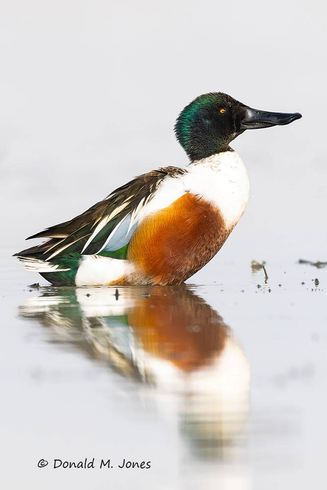 Northern-Shoveler0487D