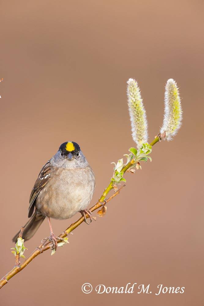 Golden-crowned-Sparrow0169D