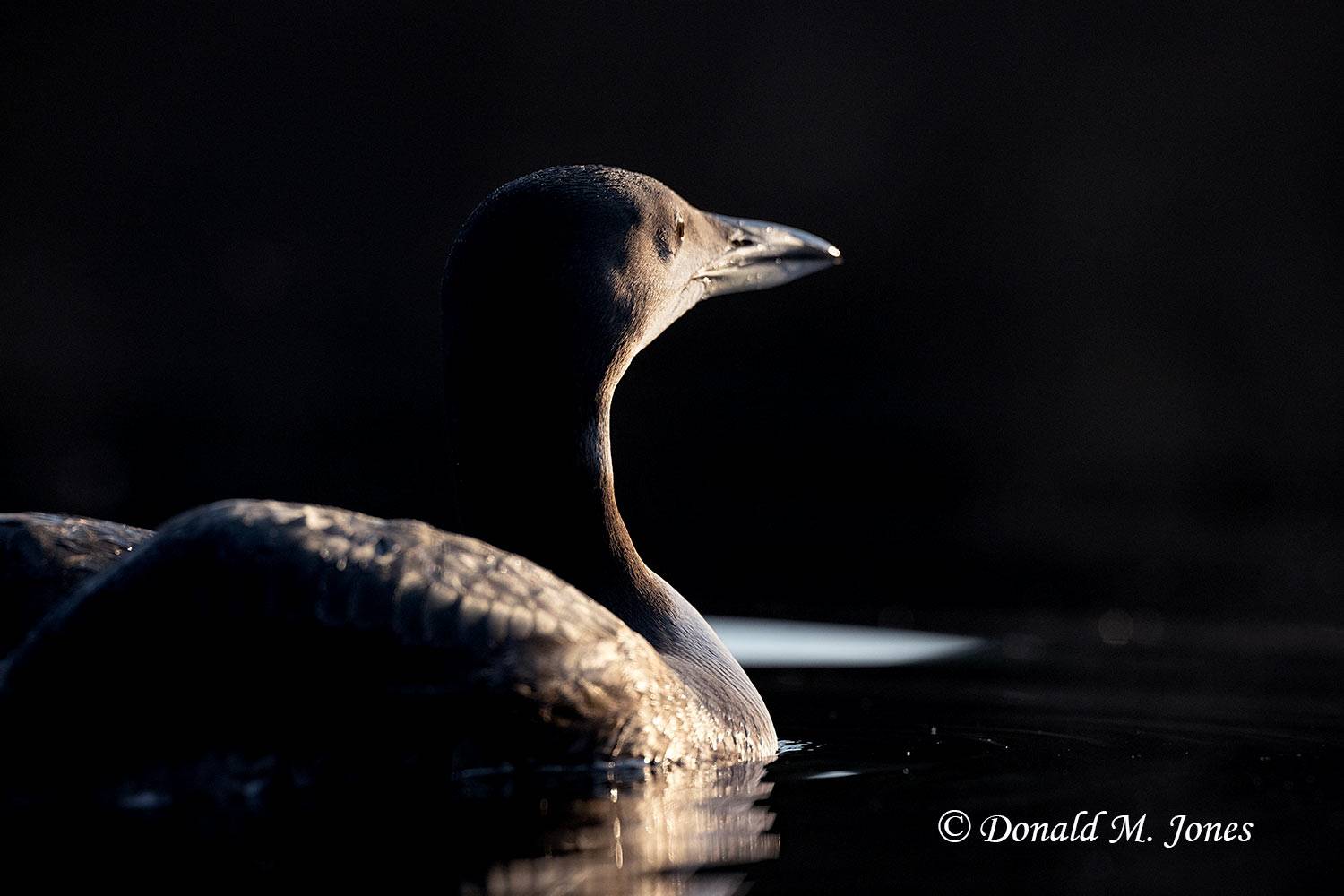 Common-Loon4628D