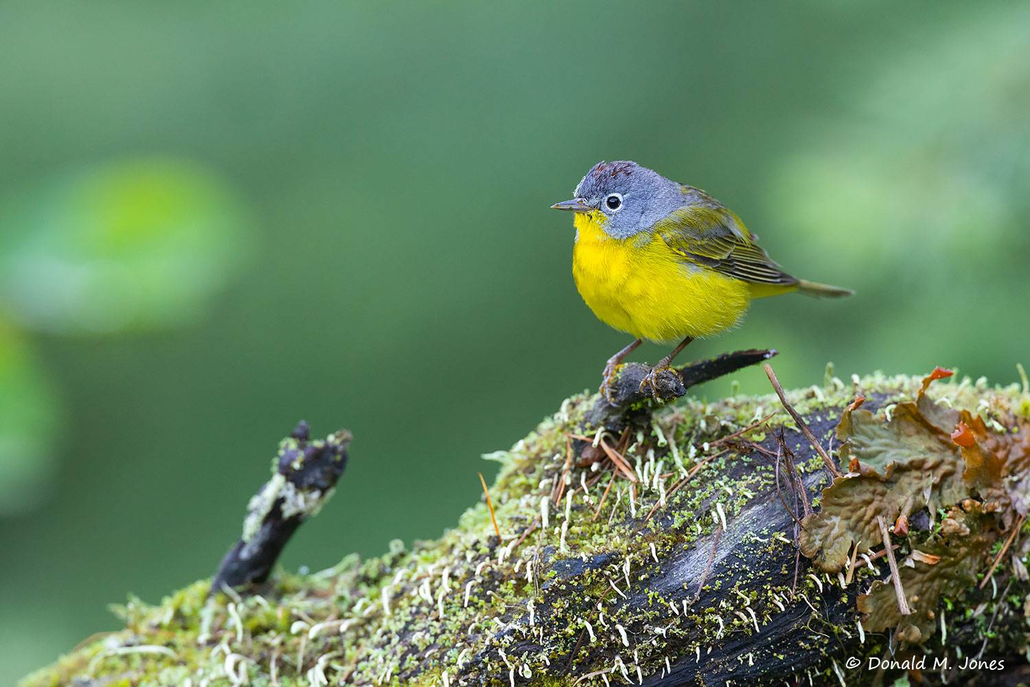May 29 - Nashville Warbler watching over nesting territory.