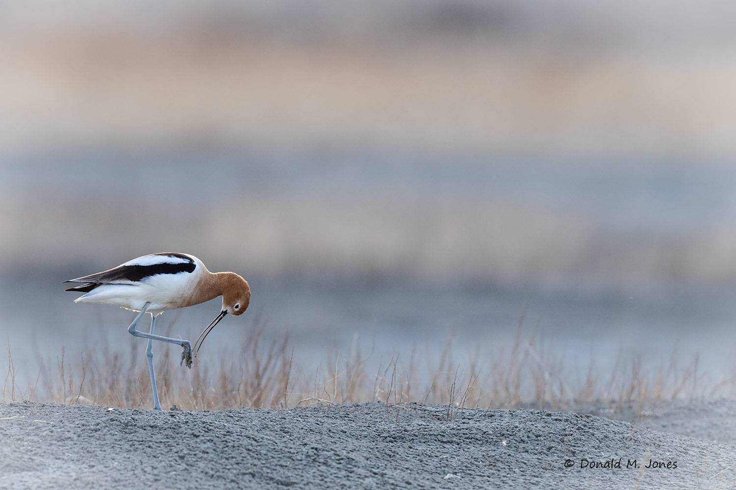 American-Avocet0751D
