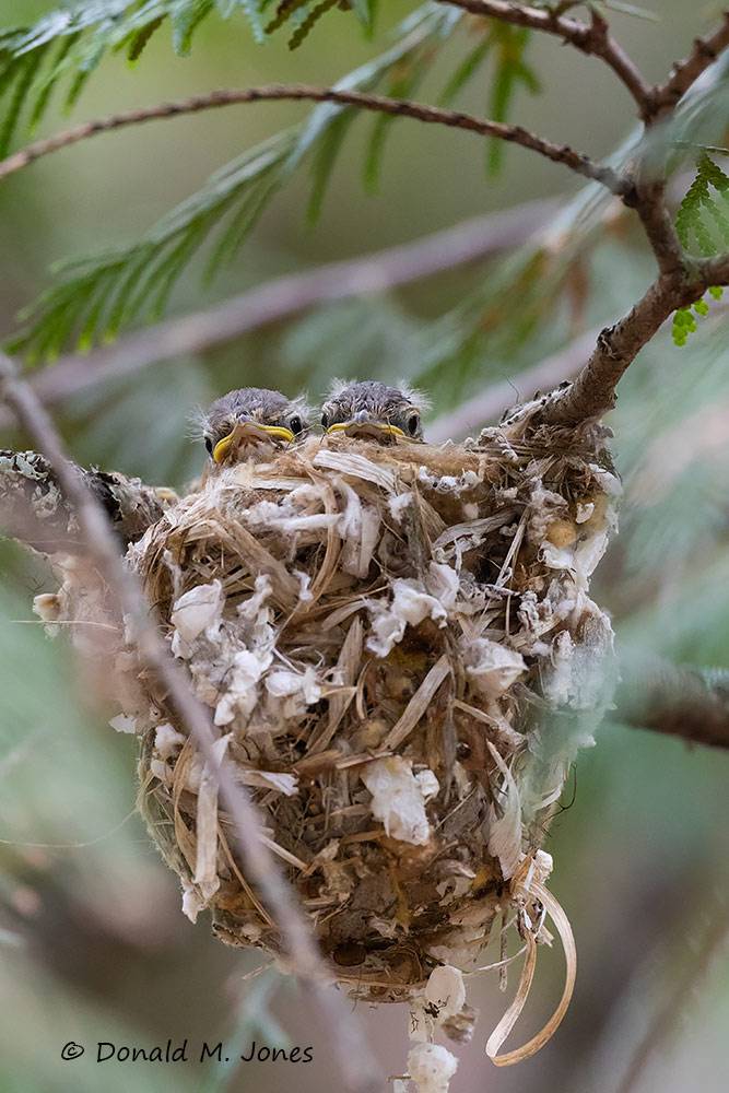 Cassin's-Vireo0185D