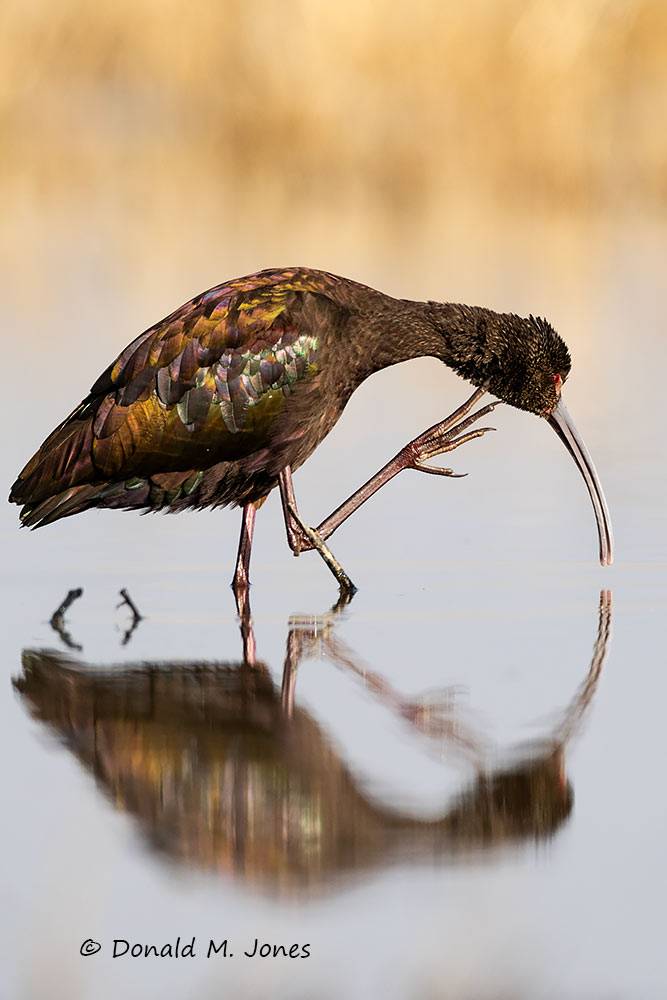 White-faced Ibis