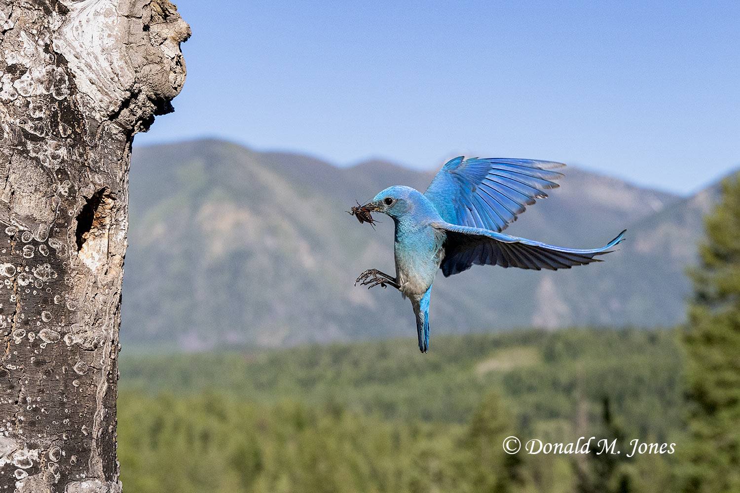 Mountain Bluebird flying to nesting cavity