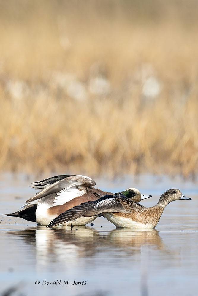 American-Wigeon0648D