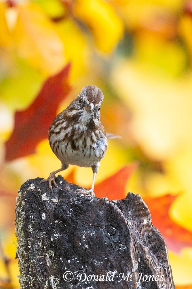 Song-Sparrow0747D