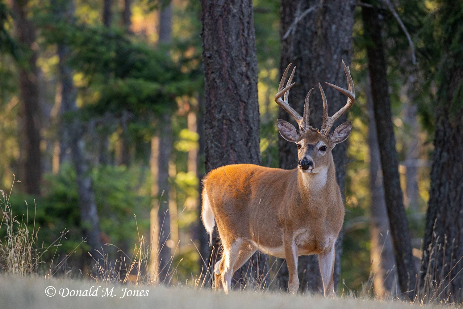 Whitetail-Deer61884D