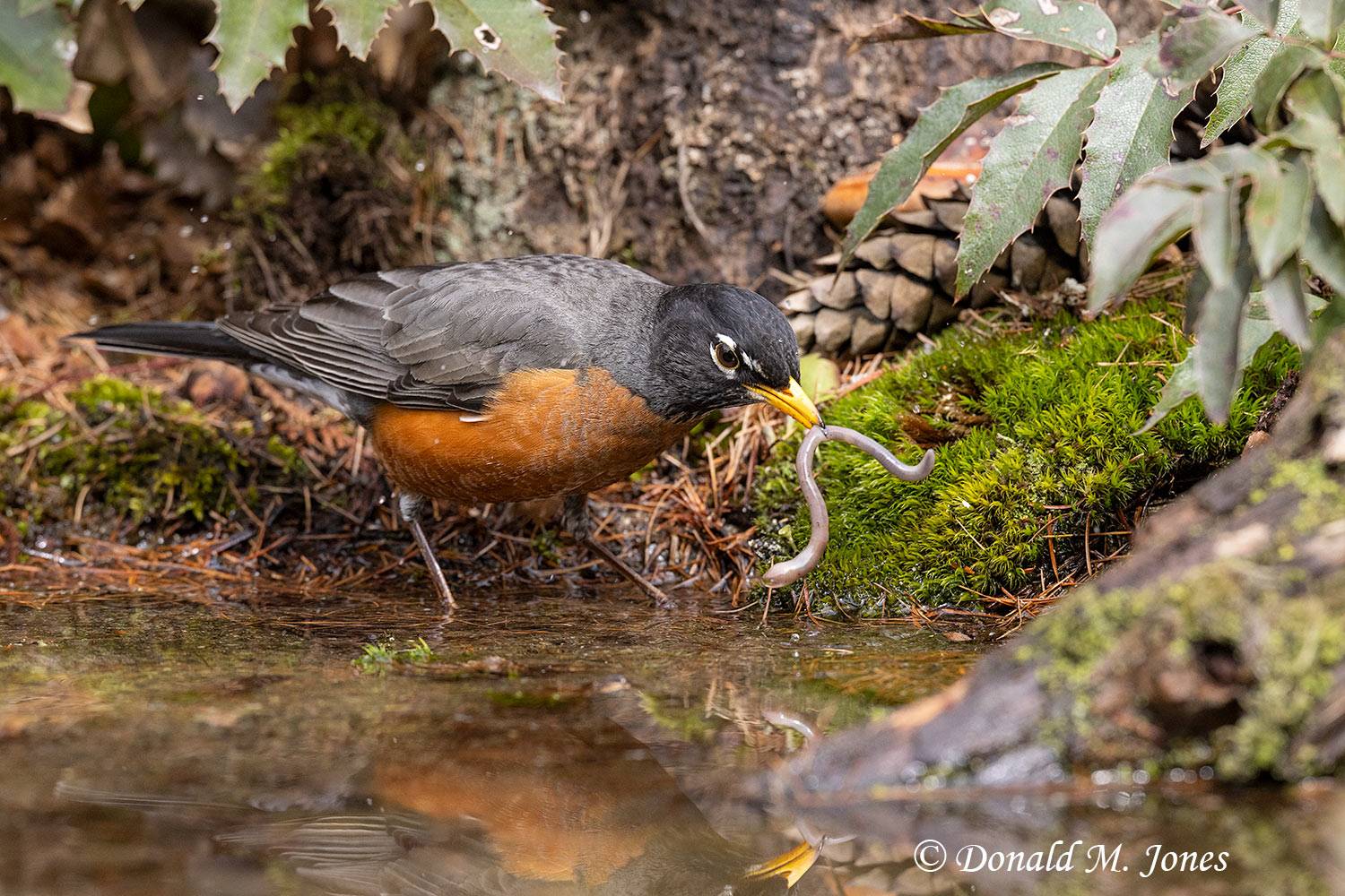 American Robin cathcing the early worm