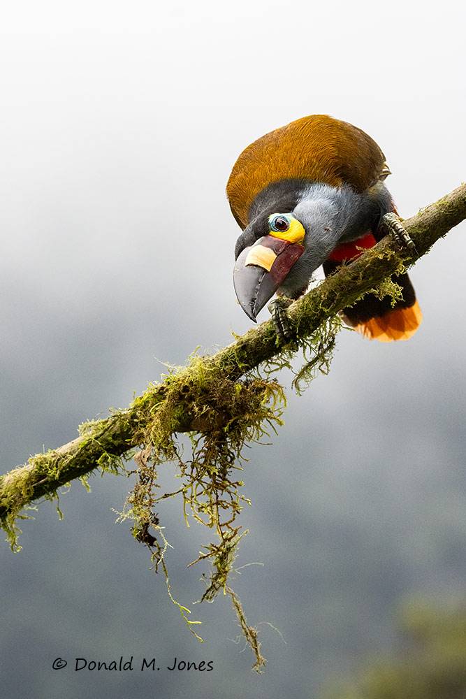 Plate-billed-Mountain-Toucan0153D
