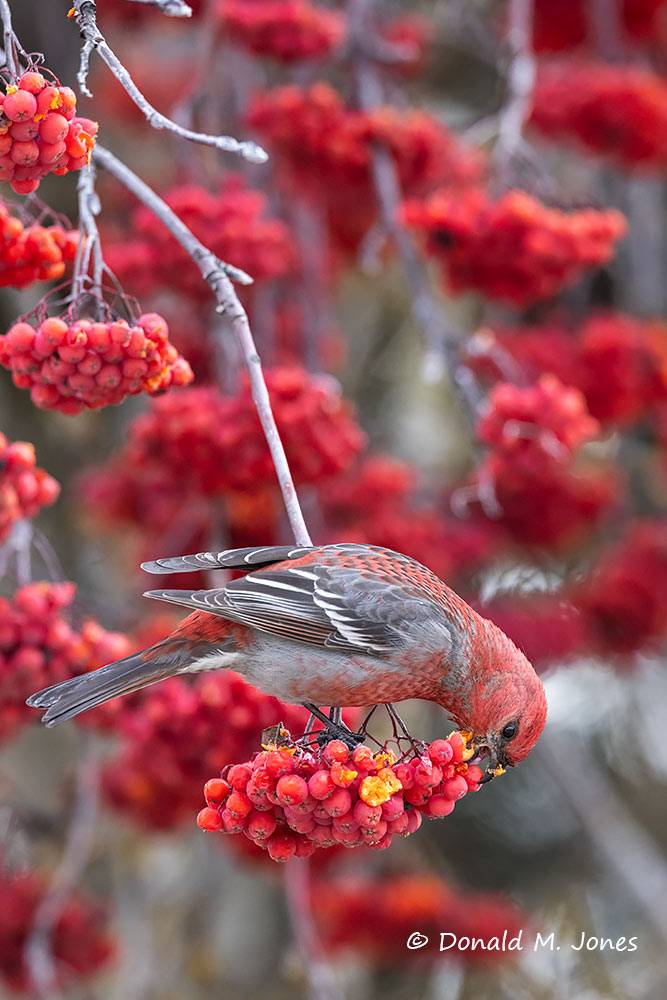 Pine-Grosbeak0698D