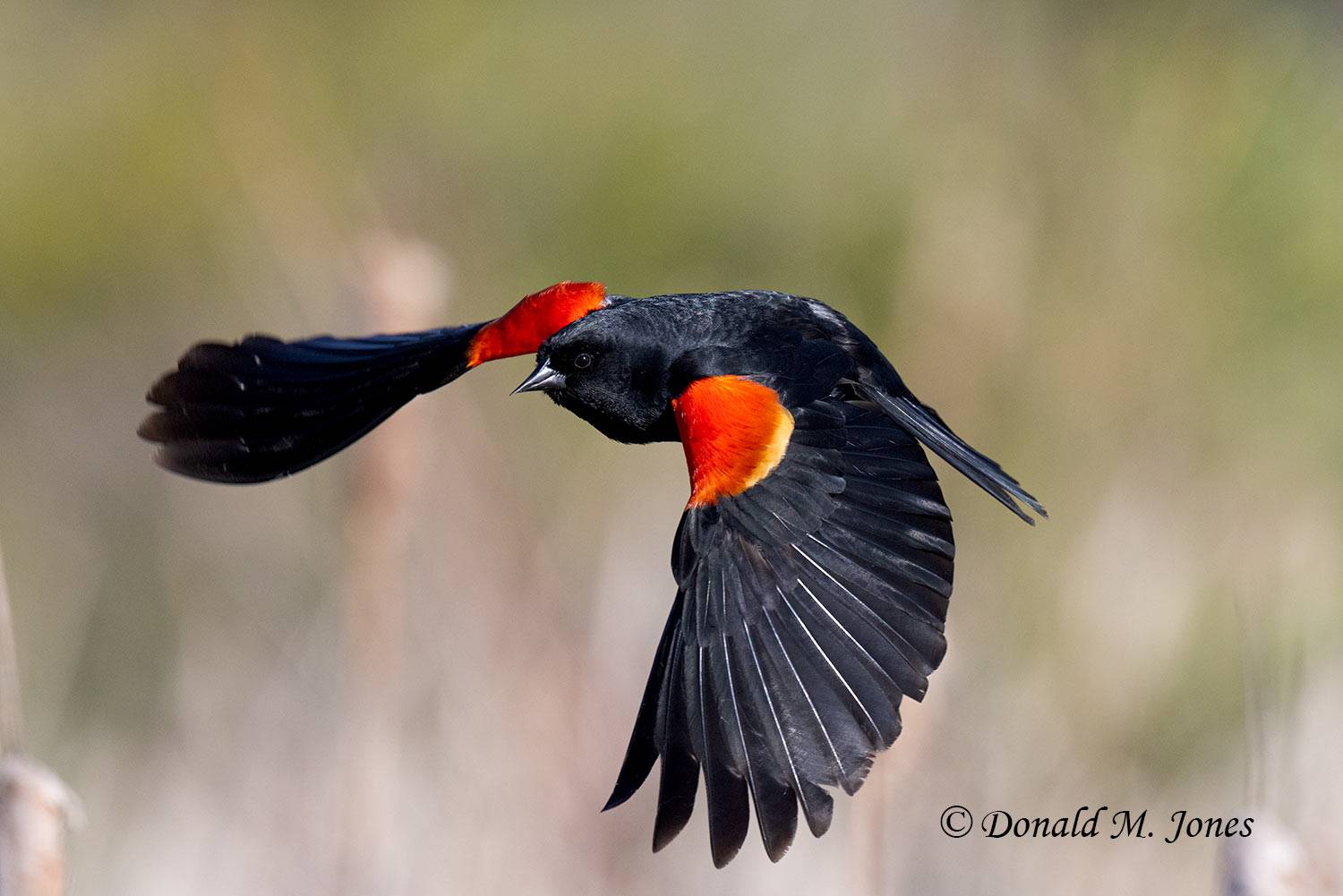 Red-wing-Blackbird0410D