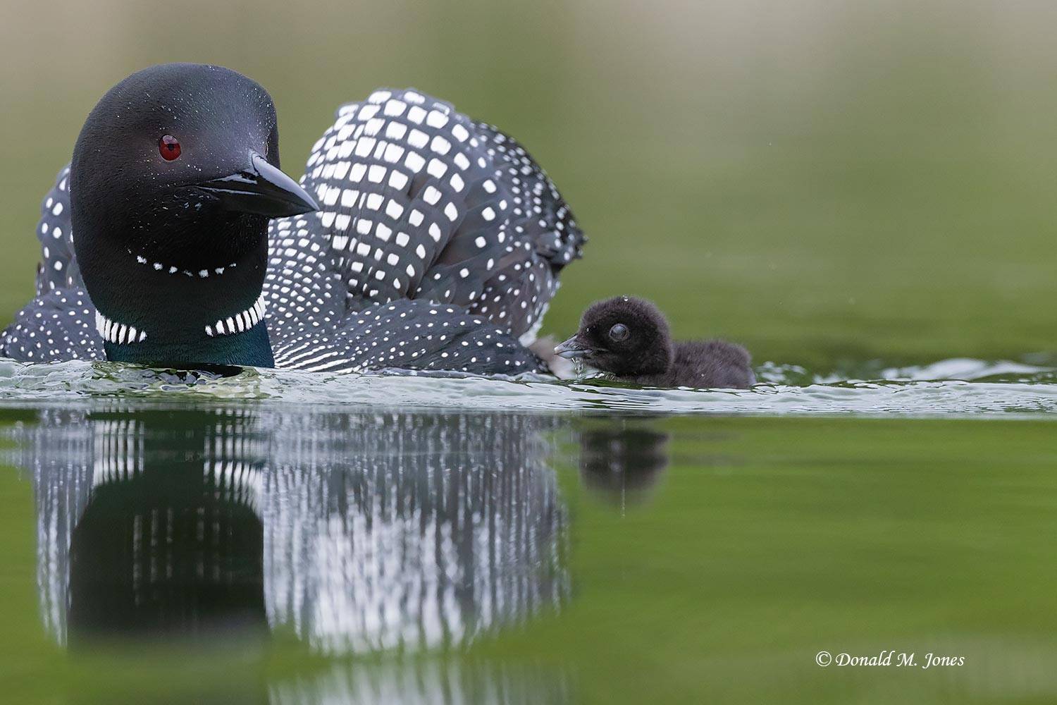 Common-Loon4691D
