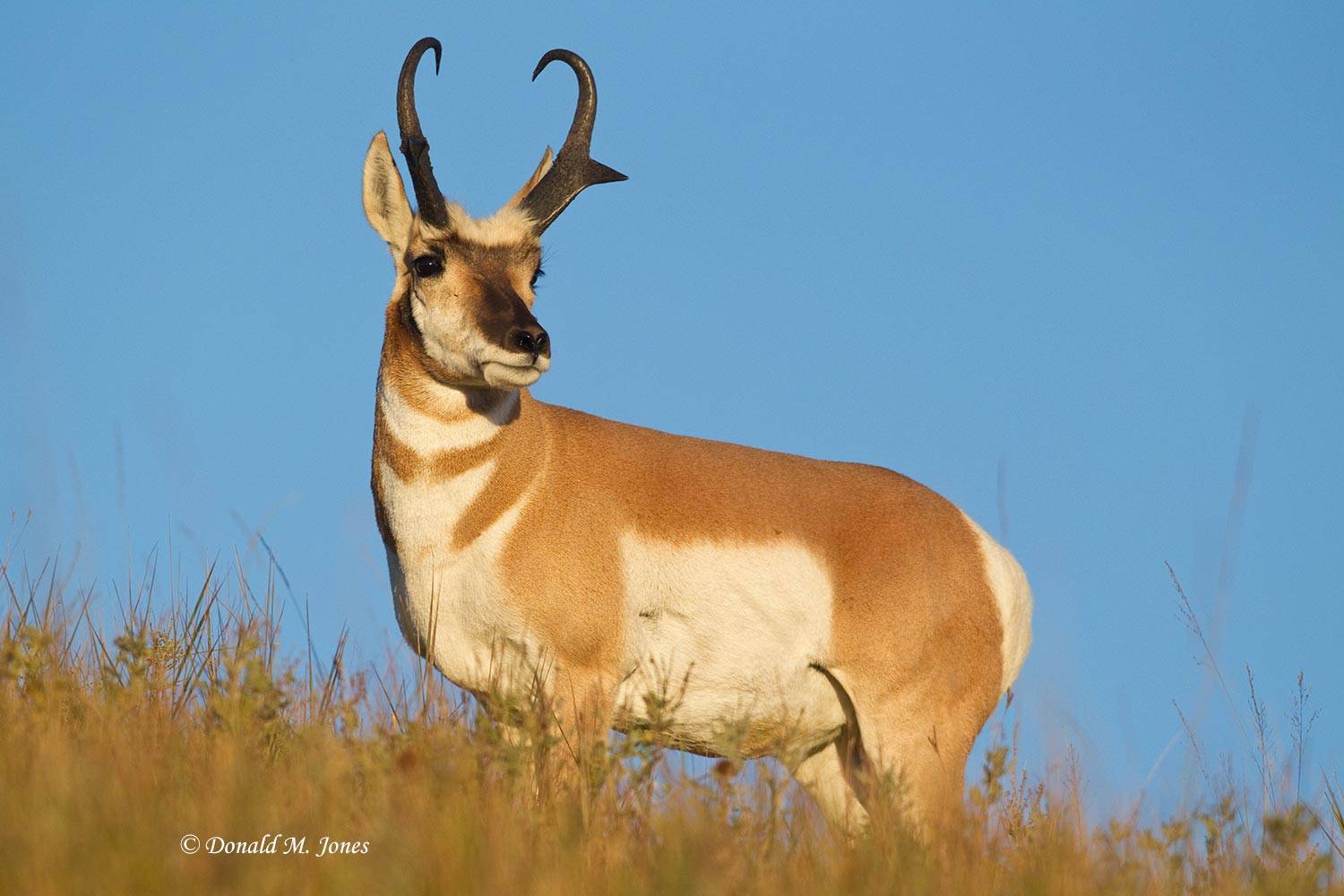 Pronghorn-Antelope03486D