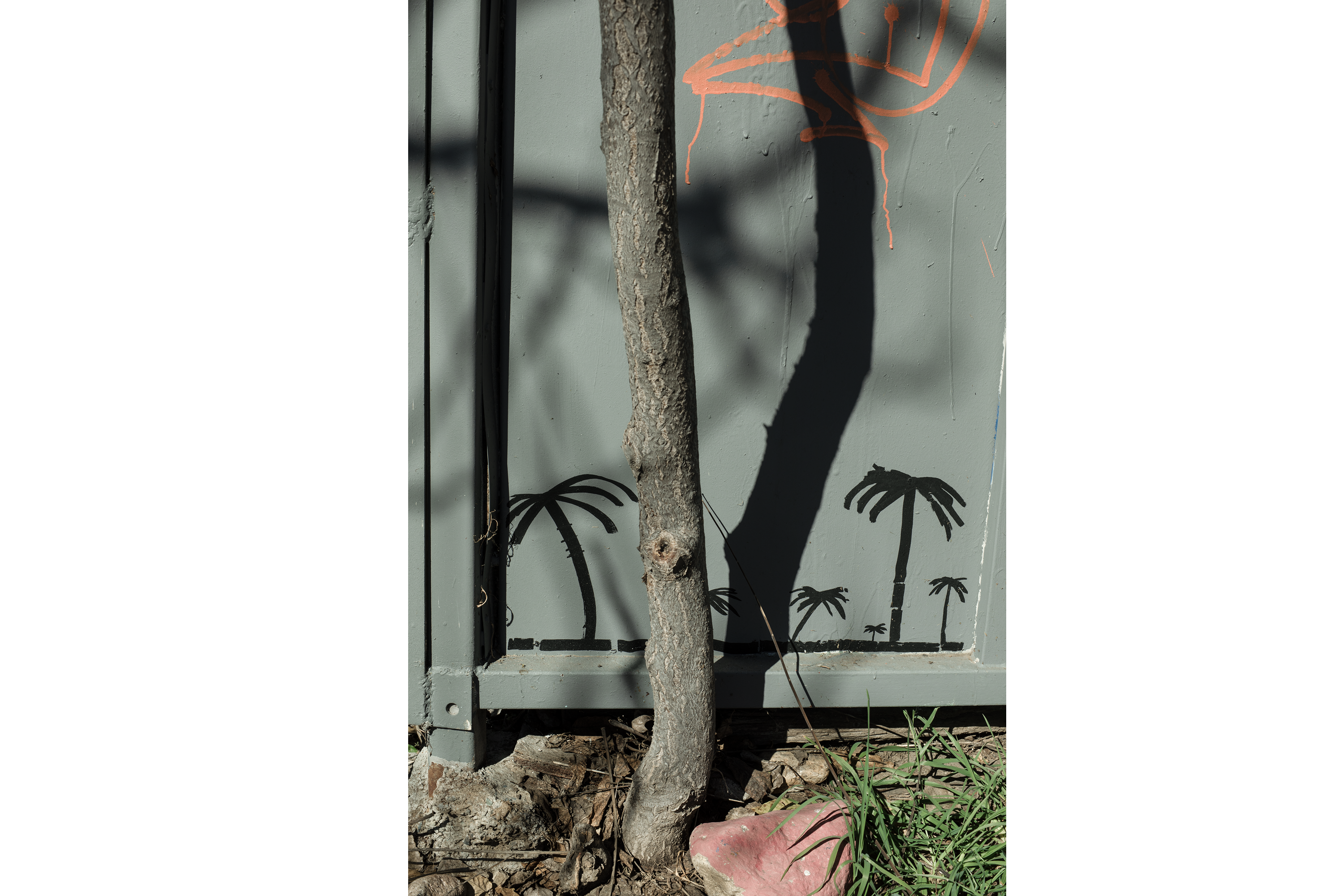 palm.png