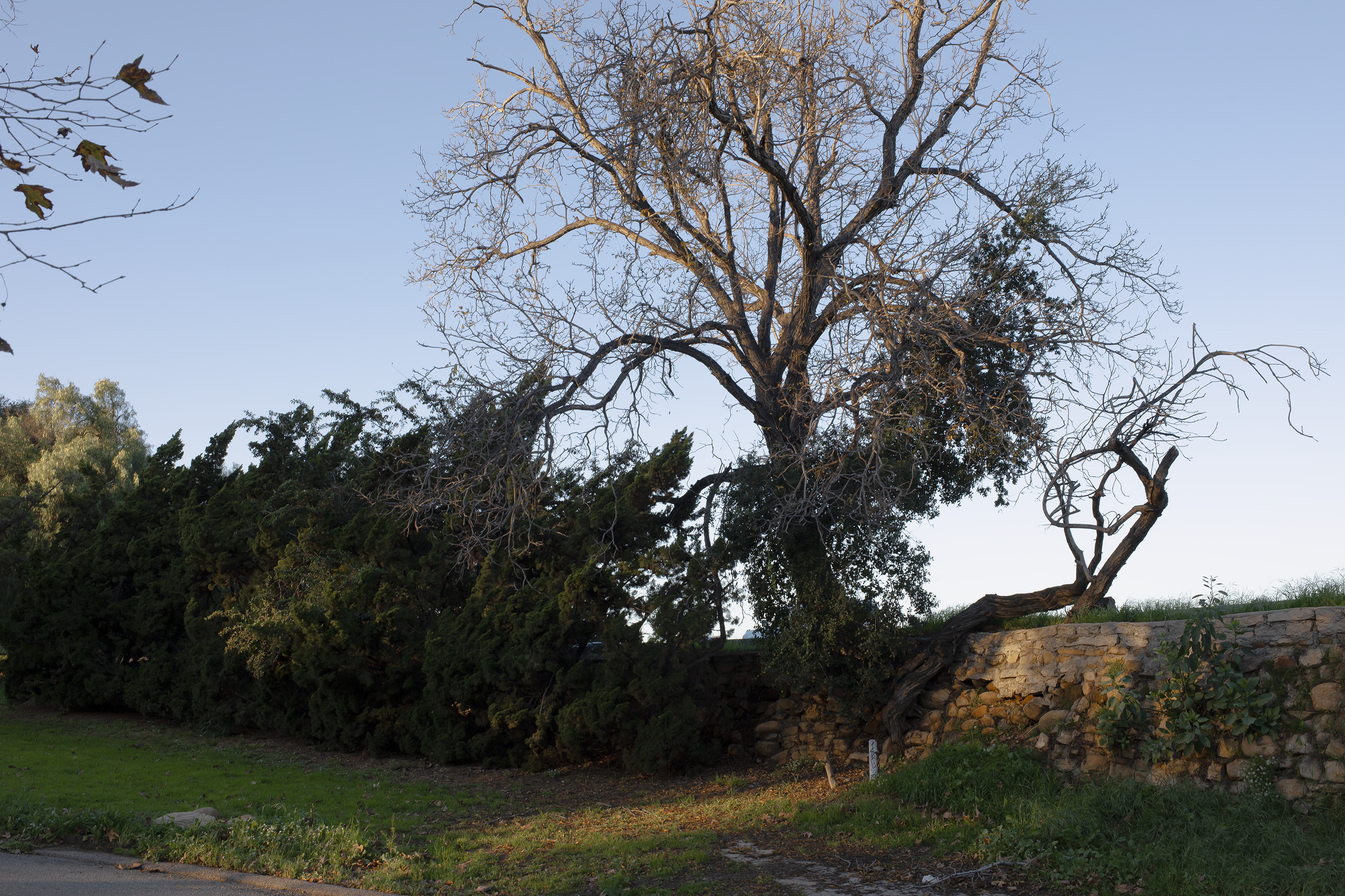 elysian park trees.png