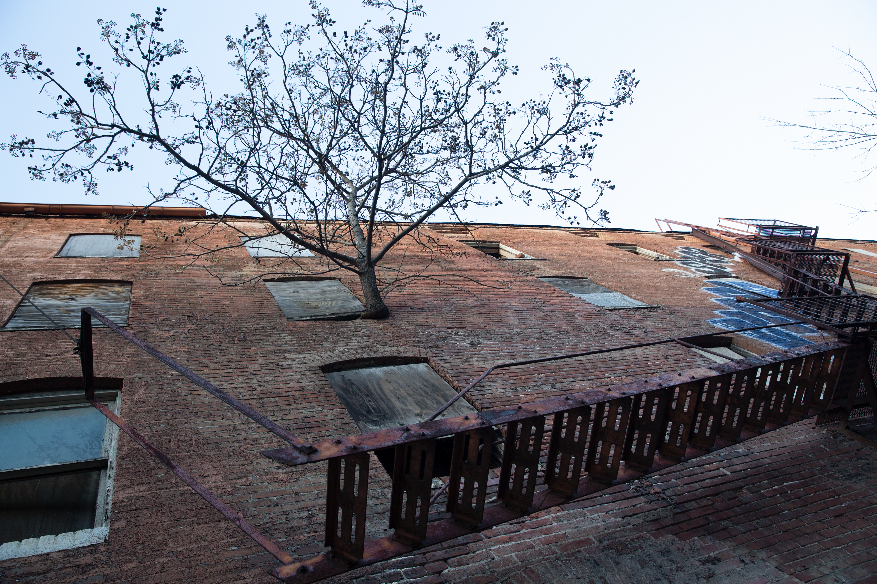 derelict building with tree #1 40" master.png