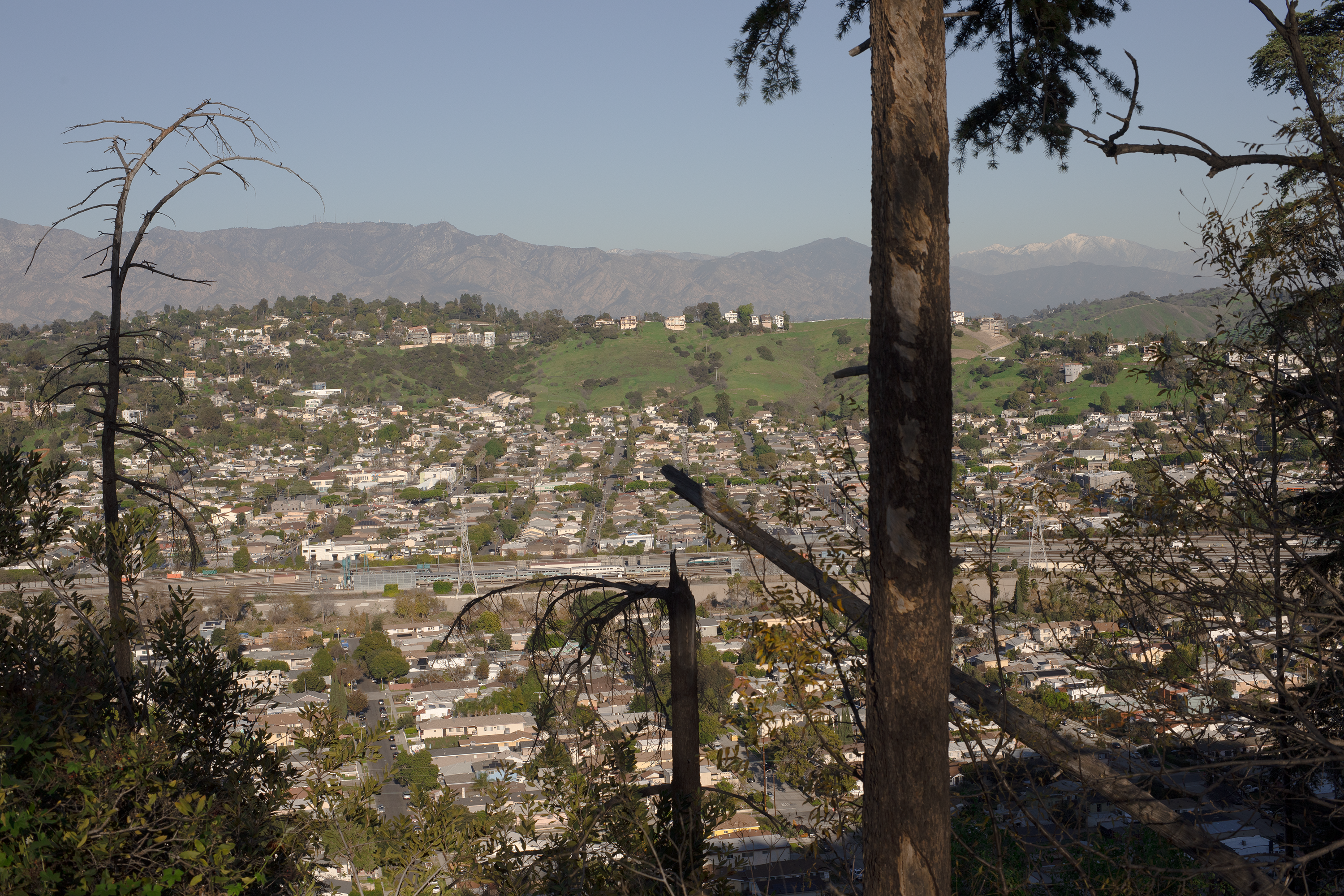 elysian park trees #3.png