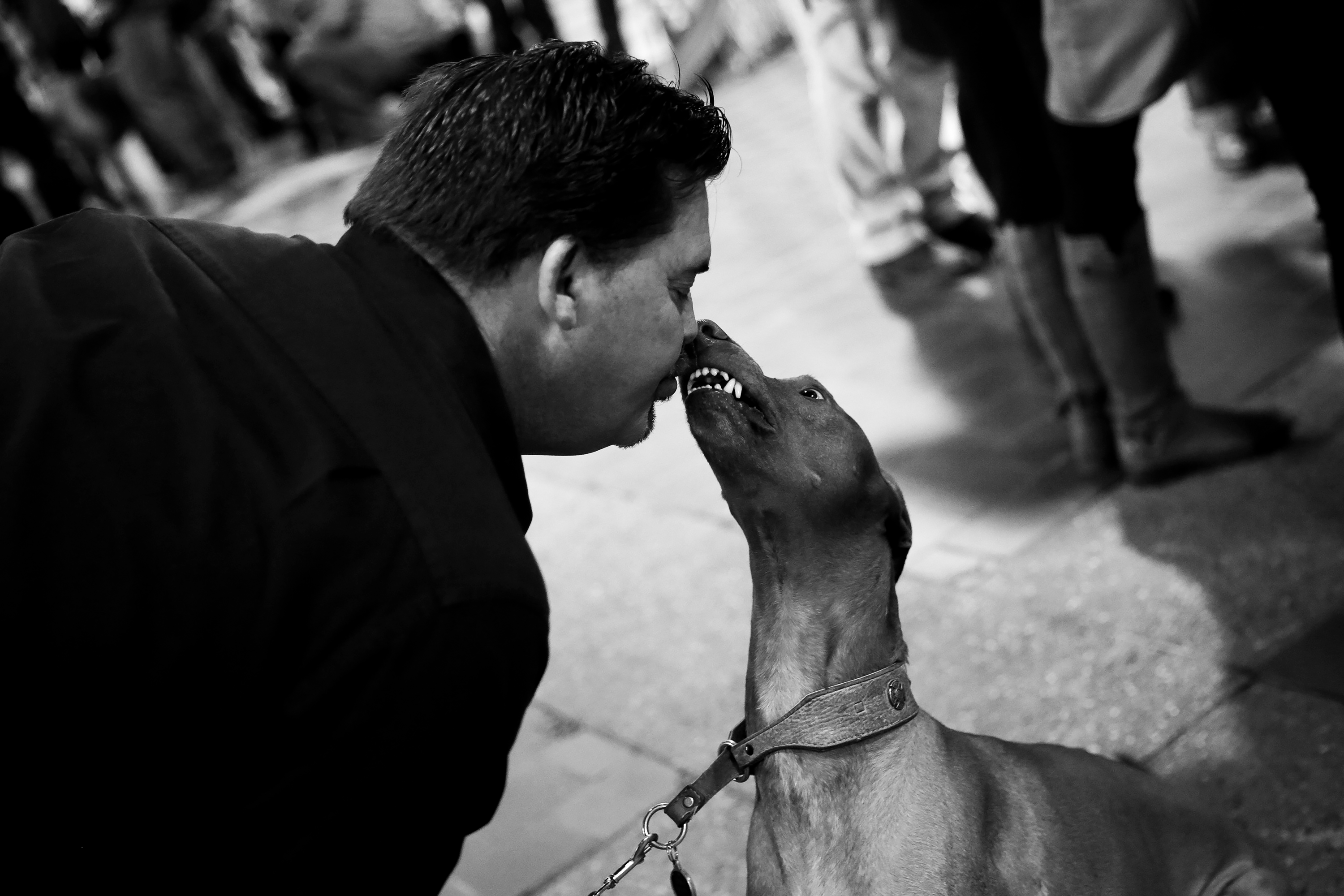 dog show #1 40" mster.png